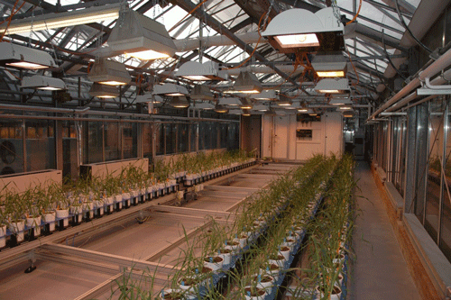 全自動(dòng)高通量植物3D成像系統(tǒng)——Greenhouse Scanalyzer Systems